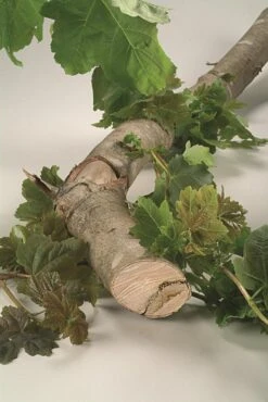 Bosch Reciprozaagbladen - 3-delig -Makita || Merkloos || Stanley Verkoopwinkel 802x1200 11